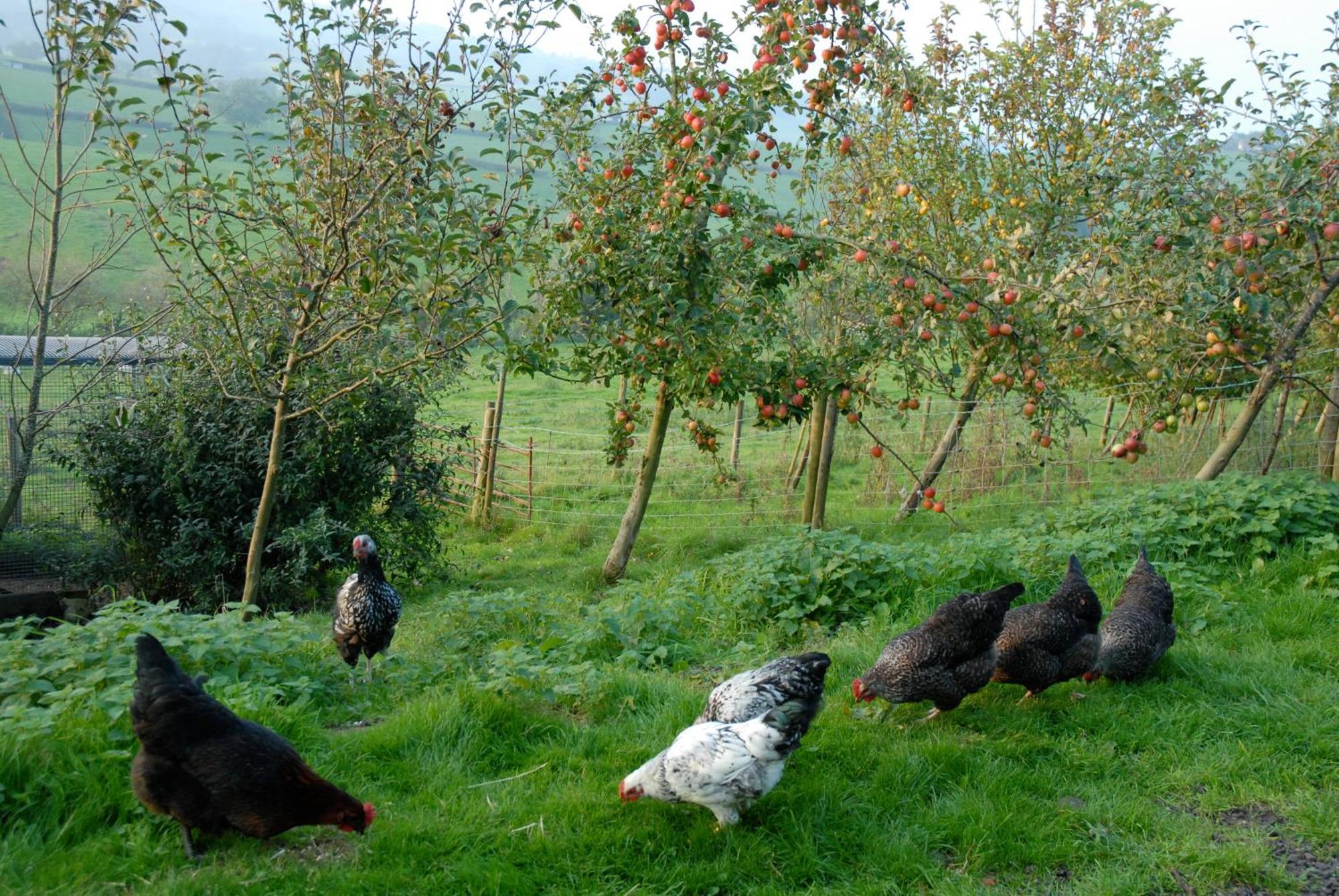 T'S At Lower Rudloe Farm Guest House Corsham Eksteriør bilde